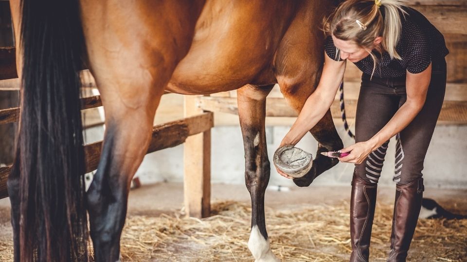 What is the White Line on a Horse Hoof and Why It Matters?