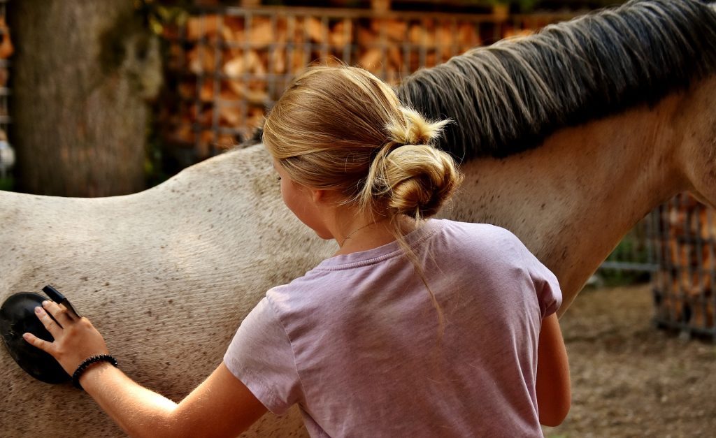 Do Horses Like to Be Brushed? Surprising Facts and Insights