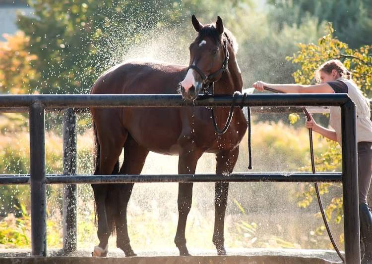 What Temperature Can You Give a Horse a Bath Safely?