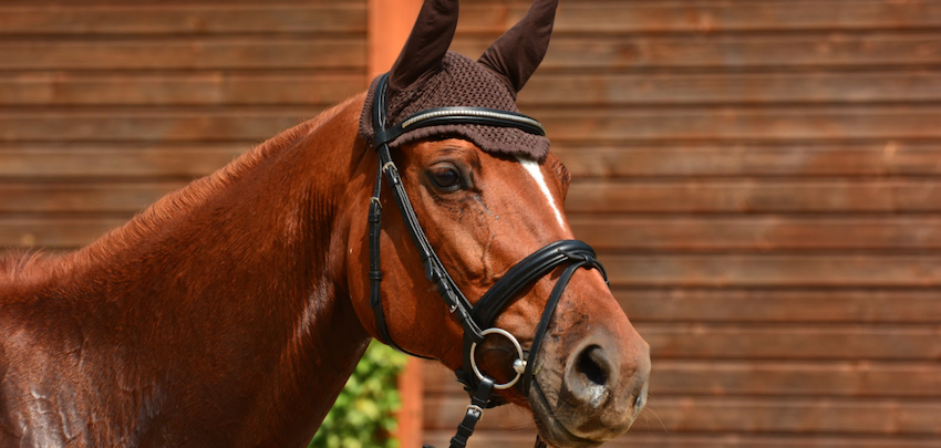 How to Ride a Horse Without a Saddle or Bridle Safely?