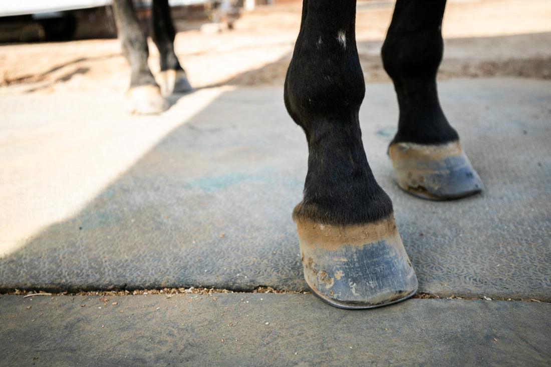 How to Build Topline on a Horse for Better Performance?
