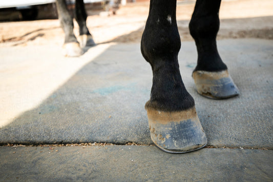 How to Build Topline on a Horse for Better Performance?