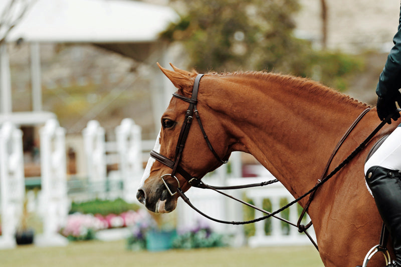 How Much Does a Horse Bridle Cost: Surprising Insights!