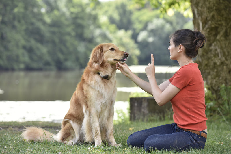 Dog Training Tips for Jumping: Solutions for Health-conscious Pet Owners