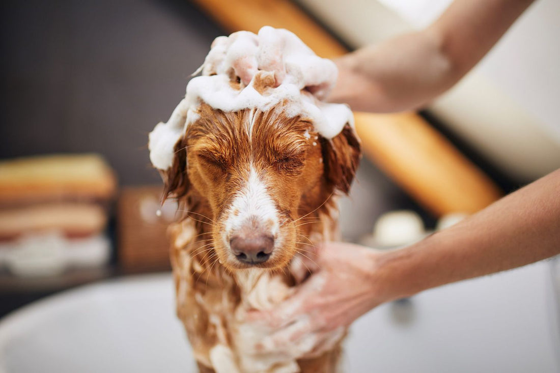 Shocking Truth: What Human Shampoo Can You Use On Your Dog?