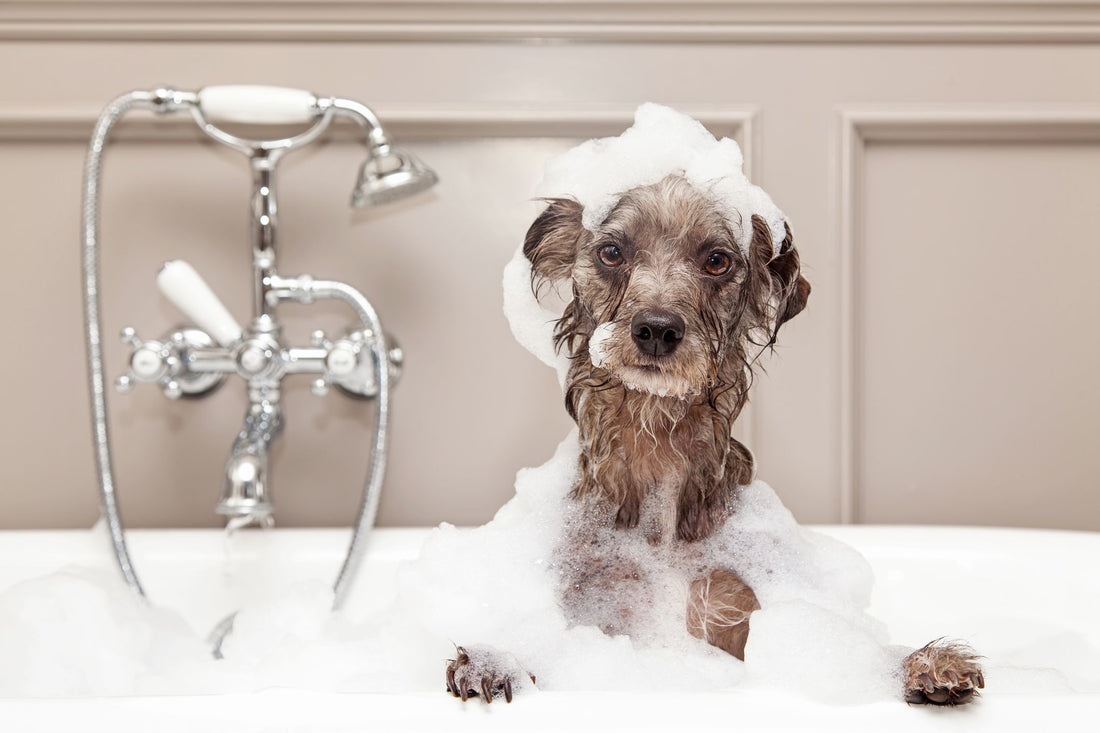 How to Make Dog Shampoo at Home for Healthy Pups