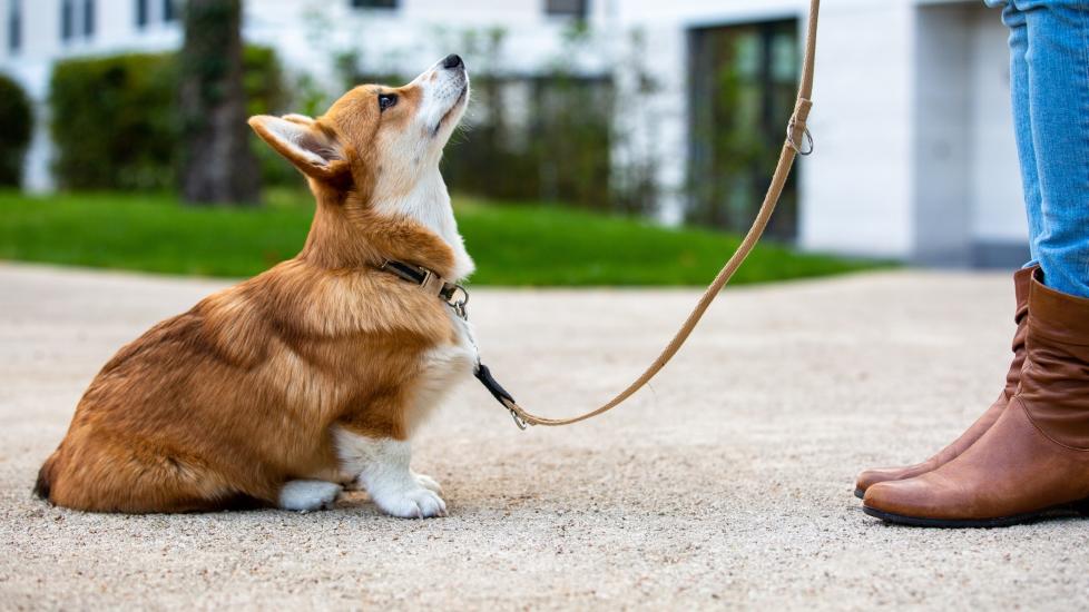 Dog Barking at Delivery Person? Tips For Better Behavior