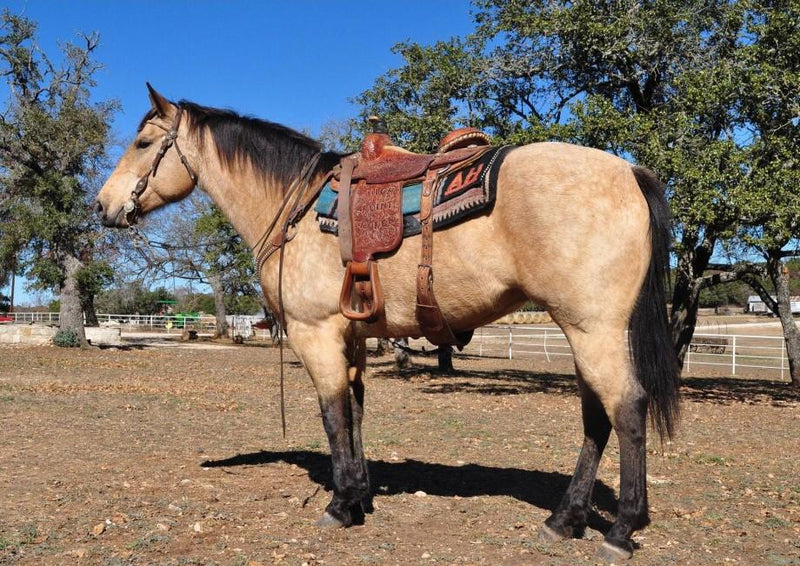 How to Cinch a Western Saddle Properly for Safety?