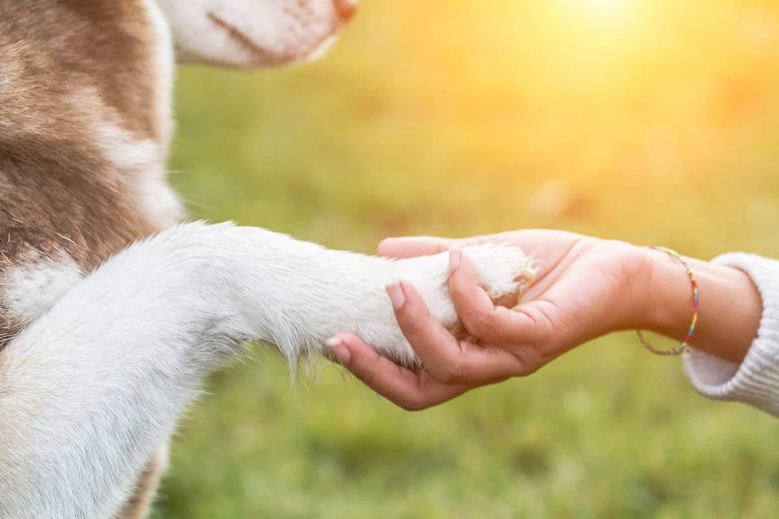 Why Does Your Dog Put His Paw On You? Understanding The Behavior