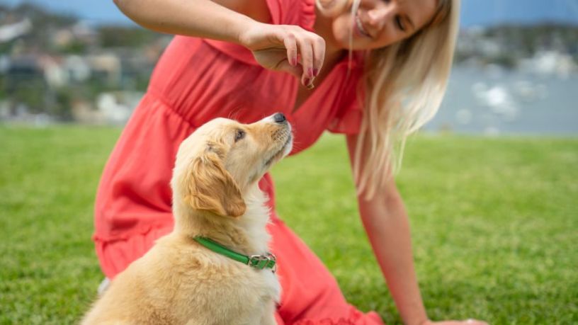 Dog Obedience Classes for Blind Dogs: A Guide for Owners
