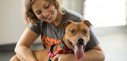 Dog Adoption Requirements: What Health-Conscious Owners Need to Know