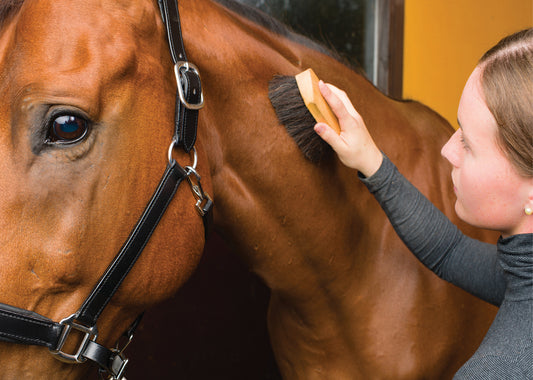 Why Do You Brush a Horse After Riding? Terrific, Delighted Insights