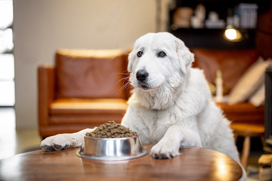 What Can Dogs Eat Besides Dog Food: Safe and Nutritious Options for Health-conscious Pet Owners