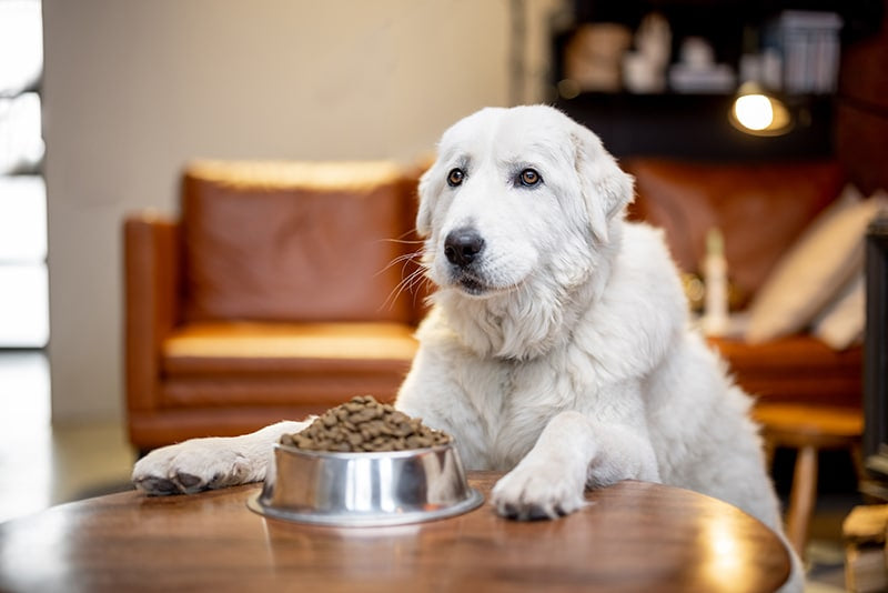 Why won't my dog eat his food but will eat human food?