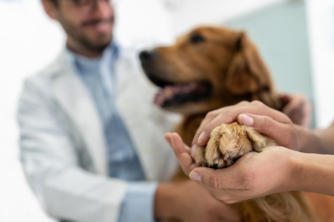 How Often Should You Put Paw Balm on Your Dog's Paws?