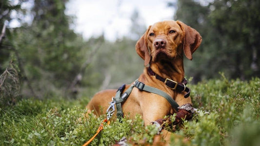 Adjustable Collars for Hiking Dogs: A Must-Have for Outdoor Adventures