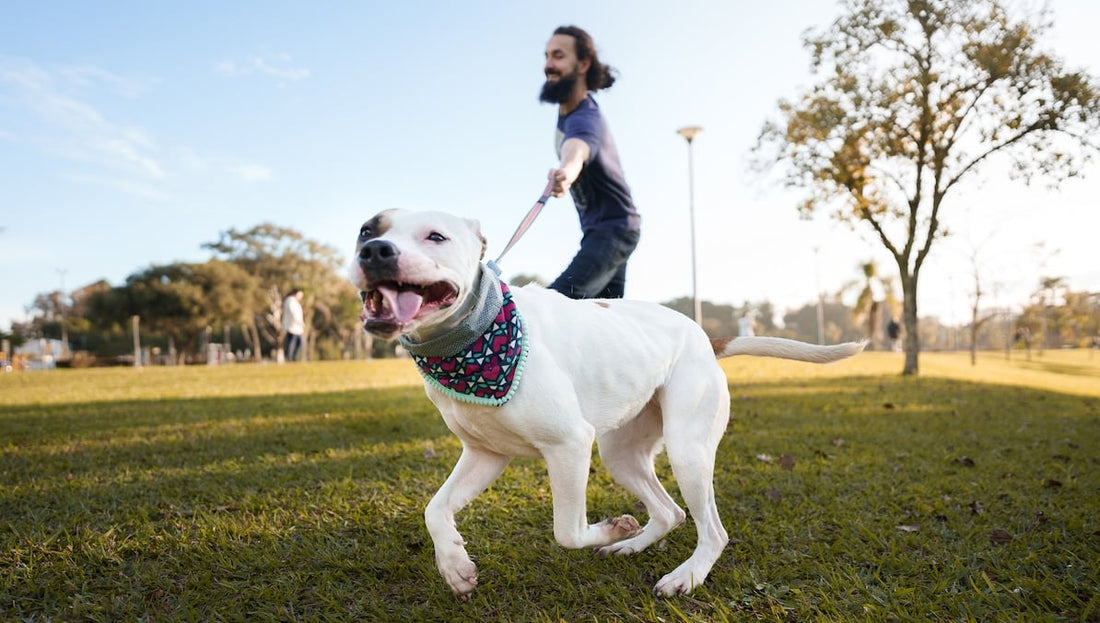 How Should a Dog Harness Fit for Comfort and Safety?