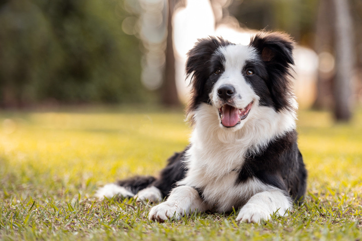 American Water Spaniel Dog Breed Characteristics and Care? – Petzooli