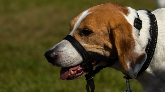 Collar Etiquette in Public Spaces: A Health-Conscious Pet Owners Guide