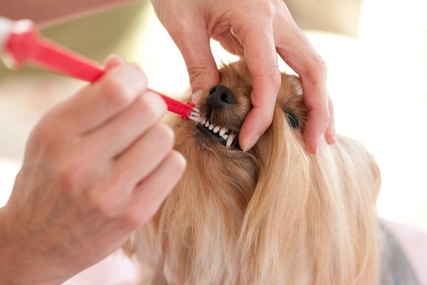 Effective Strategies for Managing Extreme Dog Tartar Buildup