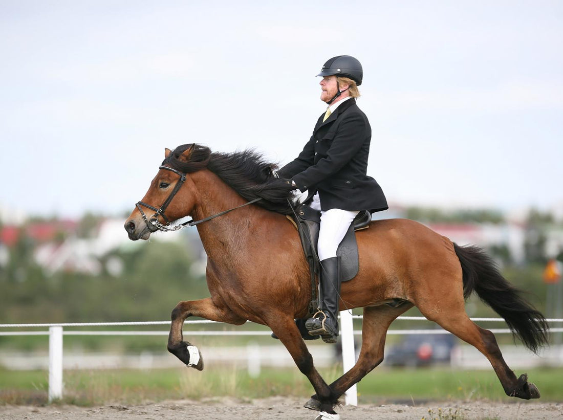 What Colour Saddle Pad for Dressage Should You Choose?