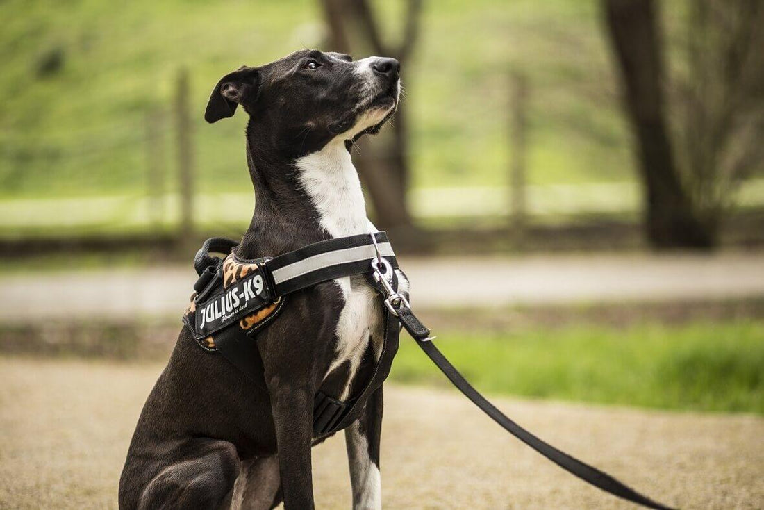 The best collars for leash training: A Comprehensive Guide