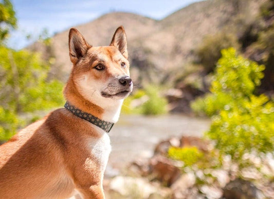 Collars Designed for Senior Dogs: A Guide for Health-Conscious Owners