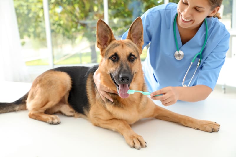 How to Brush Dog Teeth When They Refuse: A Detailed Guide for Health-Conscious Pet Owners