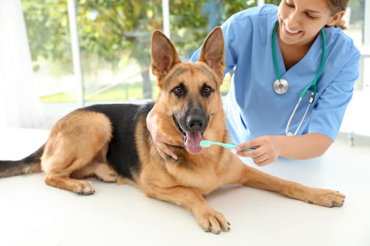 How to Teach Your Dog to Show Teeth: A Comprehensive Guide