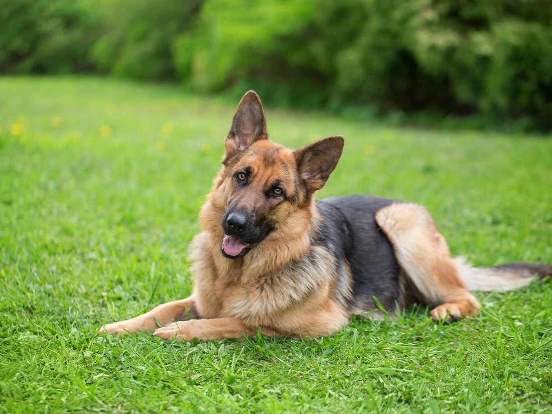 Best Diet for German Shepherd Puppies: A Guide to Optimal Nutrition