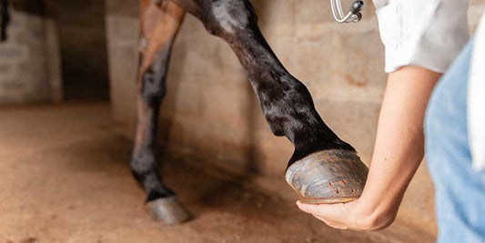 What is the Frog on a Horse Hoof and its Remarkable Impact?