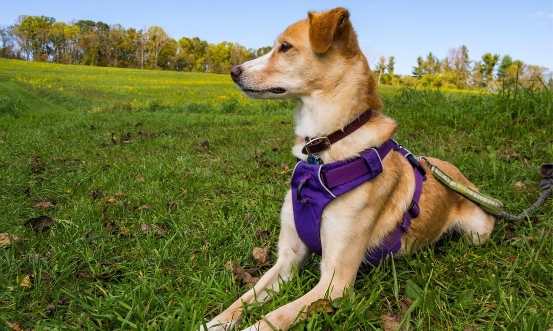 How to Use a No Pull Dog Harness for Healthier Walks?