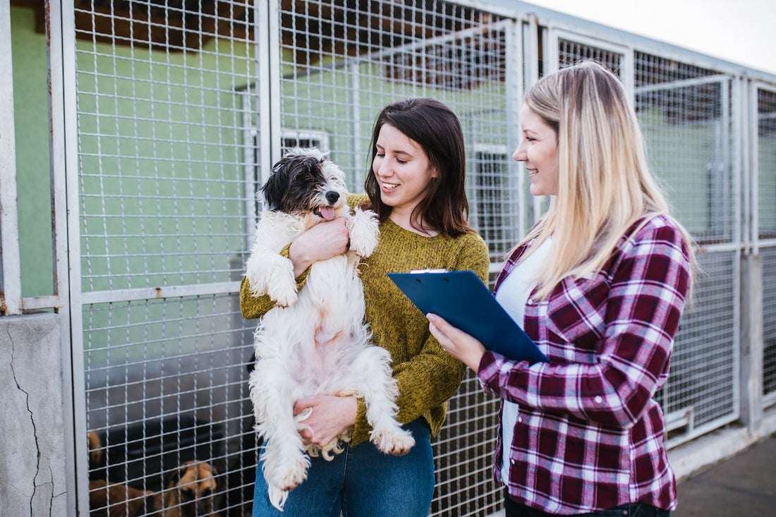 How to Sponsor a Dog in a Shelter and Make a Difference?