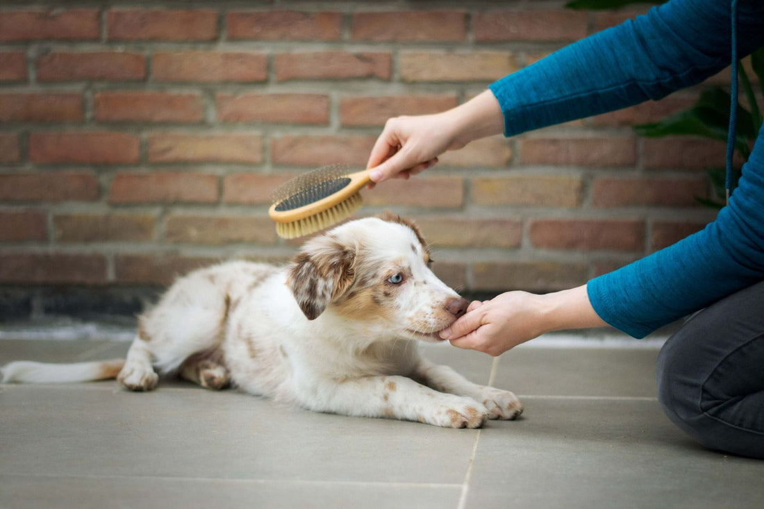 What is the Best Deshedding Tool for Husky Owners?