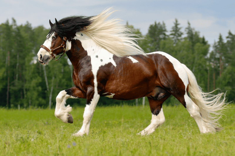 How to Get Horse Mane to Grow Back Quickly and Healthy?