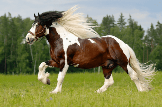 What Are the Cheapest Horse Breeds? Shocking and Life-Changing Insights
