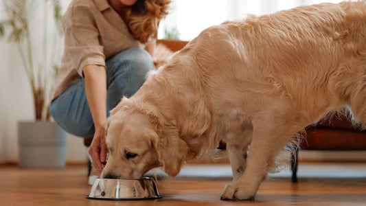 Master the Art of Getting Your Dog to Listen Without Treats