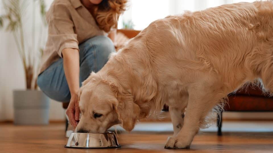 How Much Raw Food to Feed Your Dog: The Approved, Shocking Guide