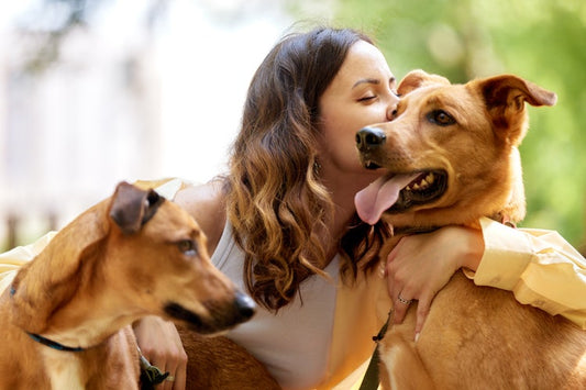 Traveling With Adopted Dogs: Tips for Health-Conscious Pet Owners