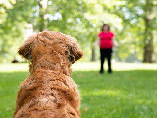 Dog Obedience Classes for Therapy Dogs: Are They Worth It?