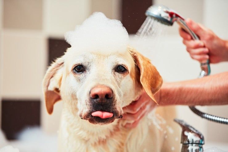 What Can You Use to Wash Your Dog If I Don't Have Dog Shampoo? Learn Here