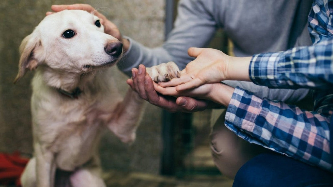 Tips to Make Adopted Dog Feel Safe and Secure at Home