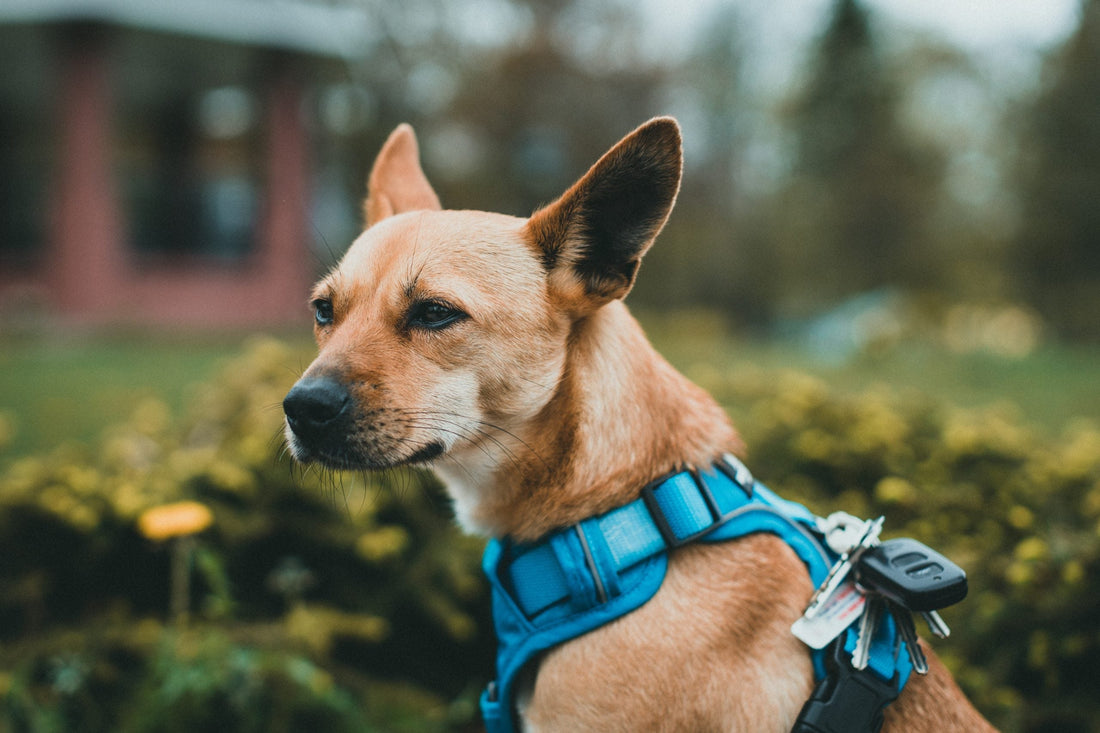 Why Is My Dog Shedding So Much? A Guide for Concerned Owners