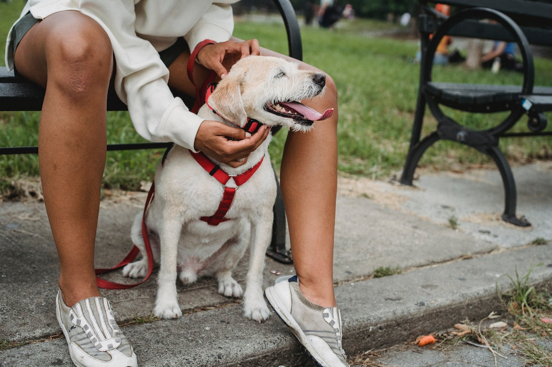 How to Put On a Dog Harness: Essential Tips for Every Pet Owner