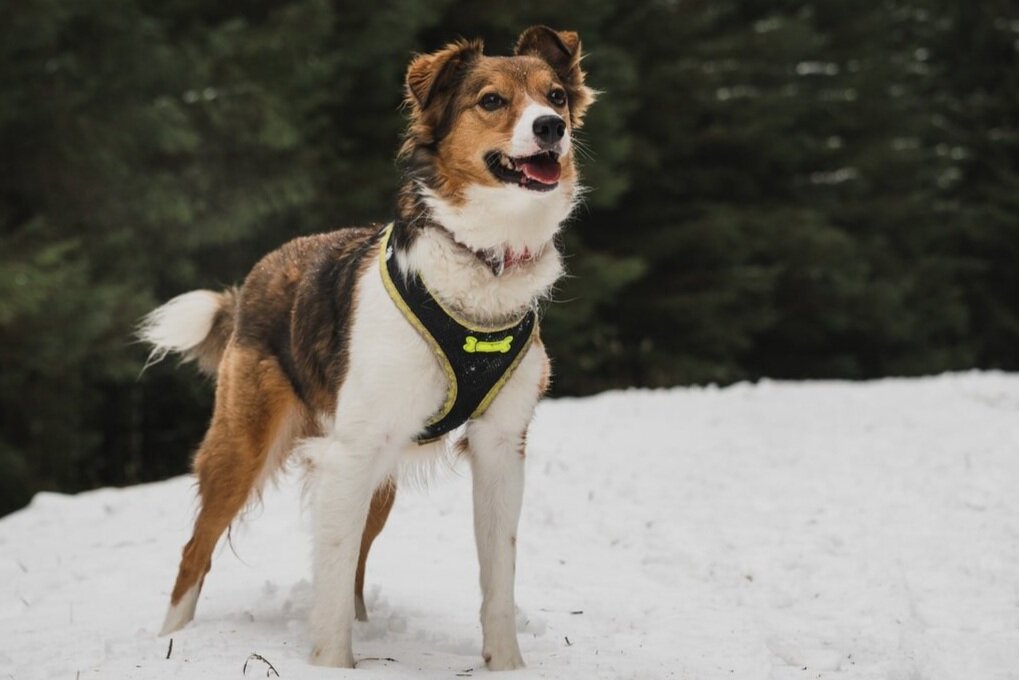 How to Measure Dog Chest for Harness: A Terrific, Must-Read Guide?