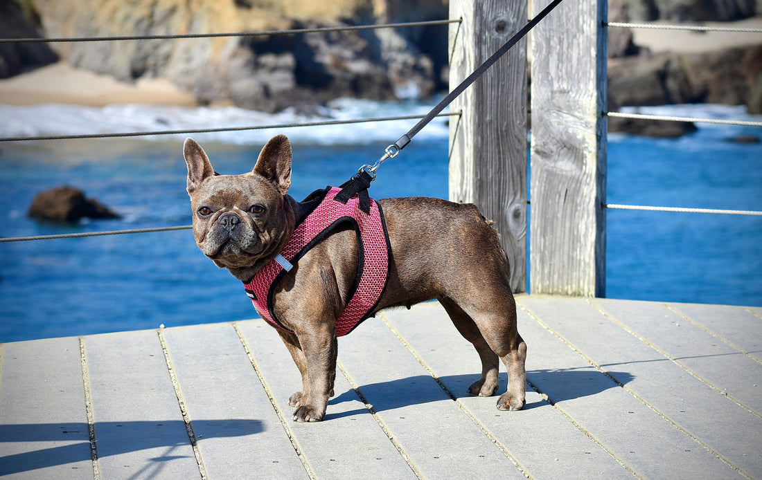 How to Wash Dog Harness? Terrific Tips for a Clean and Safe Fit