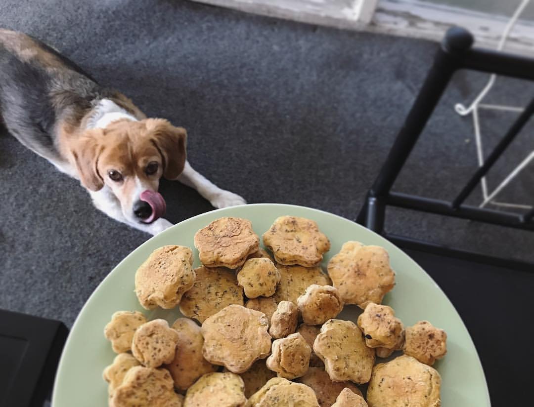 Why Does My Dog Drop His Food on the Floor Before He Eats It? Big Insights!