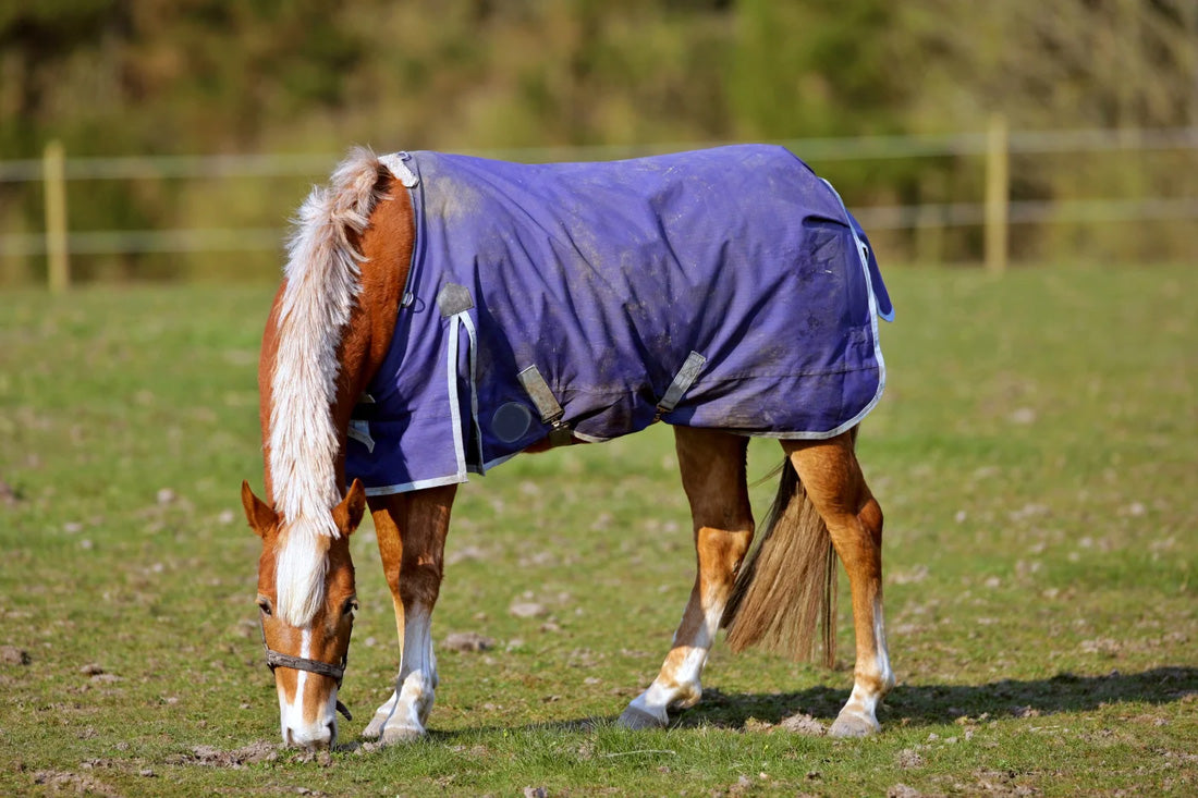 Why Did the Horse Put on a Blanket? Essential Insights