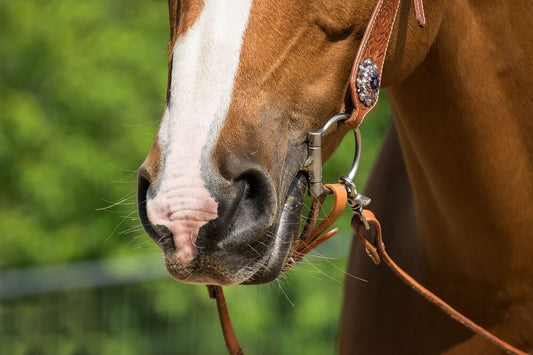 How to Get Rust Off a Horse Bit and Keep It Shine?