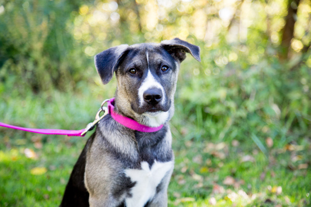 The history of dog collars: Evolution and Significance